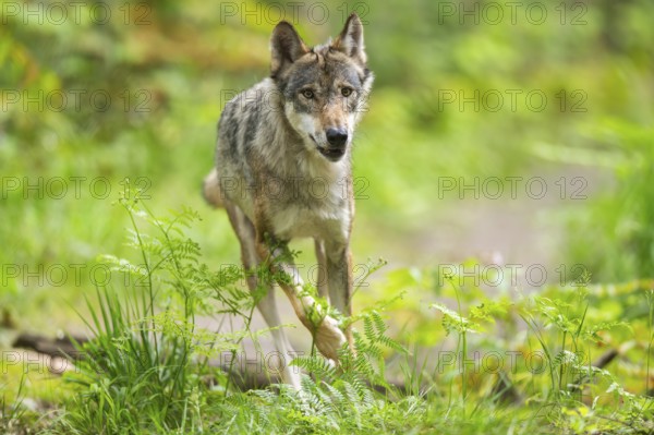 Eurasian wolf (Canis lupus lupus) walking in a forest, Hesse, Germany