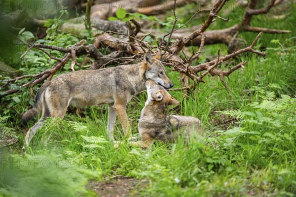 Eurasian wolves (Canis lupus lupus) in the forest, Hesse, Germany