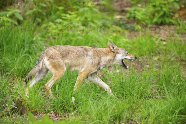 Eurasian wolves (Canis lupus lupus), walking in the forest, Hesse, Germany