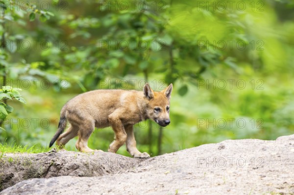Eurasian wolf (Canis lupus lupus) cub (youngster) walking on a little sand hill in the forest, Hesse, Germany