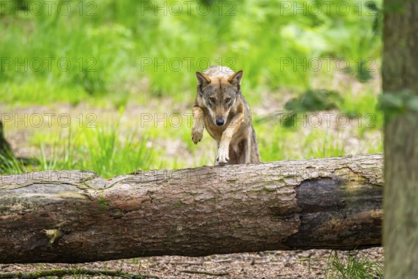 Eurasian wolf (Canis lupus lupus) jumping over a tree trunk in a forest, Hesse, Germany