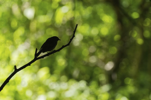 A robin (Erithacus rubecula), silhouette, sitting on a branch in front of a blurred green background, Hesse, Germany