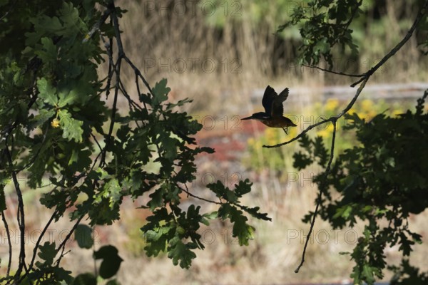 A kingfisher (Alcedo atthis) flies through dense foliage in sun-drenched nature, Hesse, Germany