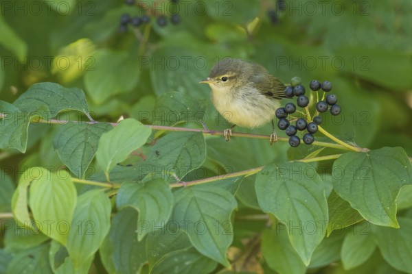 A chiffchaff (Phylloscopus collybita), young bird, sitting on a branch with berries, Common Dogwood (Cornus sanguinea), surrounded by leaves, Hesse, Germany