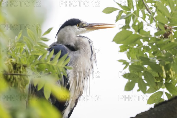 A grey heron (Ardea cinerea) sits between green leaves and looks into the distance, Hesse, Germany