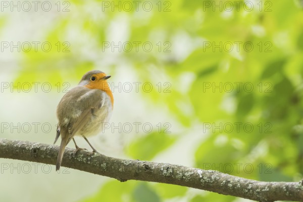 A robin (Erithacus rubecula) sitting on a branch against a light green background, Hesse, Germany
