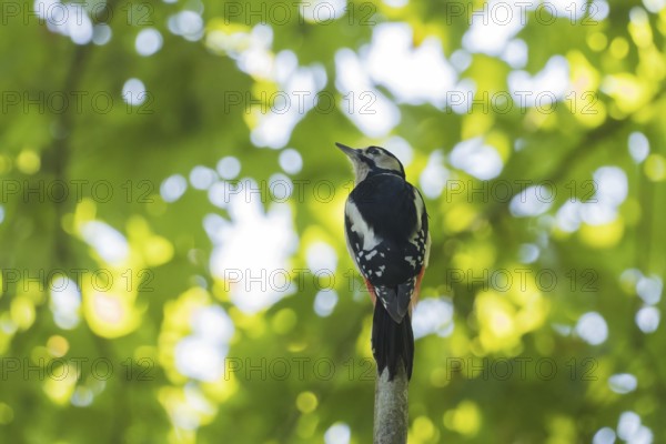 A great spotted woodpecker (Dendrocopos major) sitting on a branch surrounded by bright green foliage, Hesse, Germany