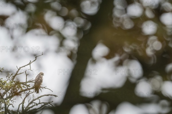 A buzzard (Buteo buteo) sitting on a branch with blurred background, Hesse, Germany