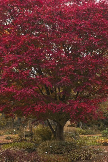 Fan maple (Acer palmatum) with intense red autumn foliage in the Botanical Garden, Krefeld