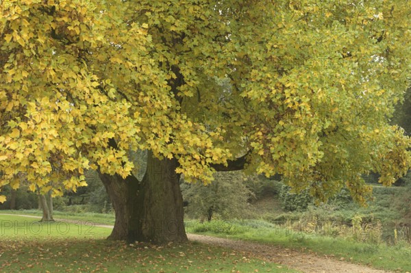 Large tulip tree (Liriodendron tulipifera) with yellow autumn leaves in a park, Greiffenhorstpark, Krefeld