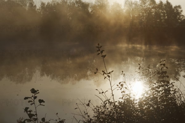 Foggy pond at sunrise, mystical morning atmosphere, Krefeld
