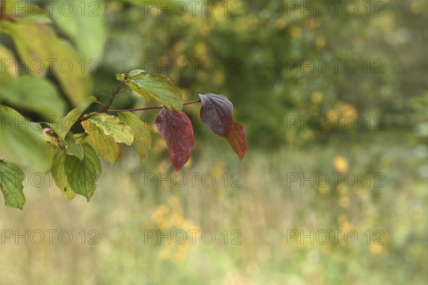 Branches with red and green leaves, blurred background, Schönwasserpark, Krefeld