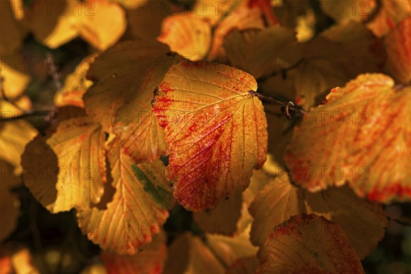 Close-up of autumn leaves in shades of red and yellow, Krefeld