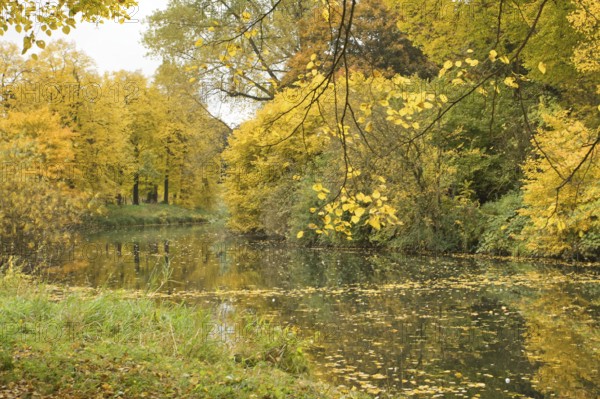 Outer moat covered by surrounding yellow autumn trees and foliage, Krefeld Castle Park