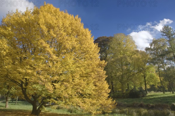 Autumn tree with bright yellow foliage against a blue sky, Greiffenhorstpark, Krefeld