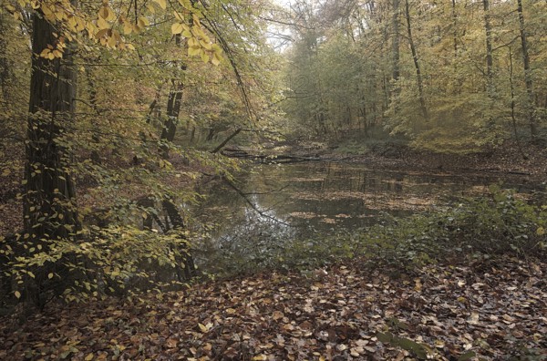 Autumnal forest by a pond with colourful foliage and a peaceful atmosphere, Krefeld city forest