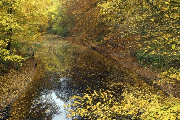 A pond surrounded by autumn leaves in shades of yellow and orange with reflections in the water, Krefeld city forest
