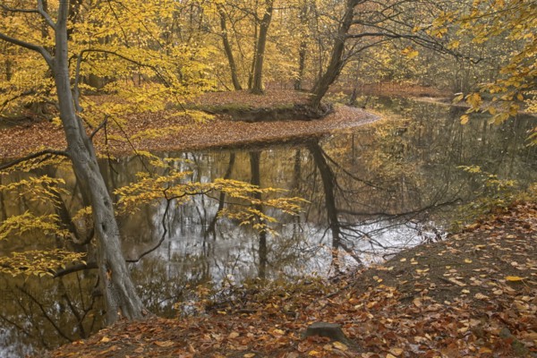 Forest scenario with autumn leaves and reflecting water surfaces, Krefeld city forest