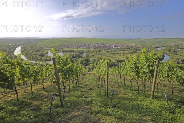 Mainschleife and vineyards with vines, wine-growing area, Main, river bend, view, landscape, Nordheim, Vogelsburg, Volkach, Lower Franconia, Franconia, Bavaria, Germany