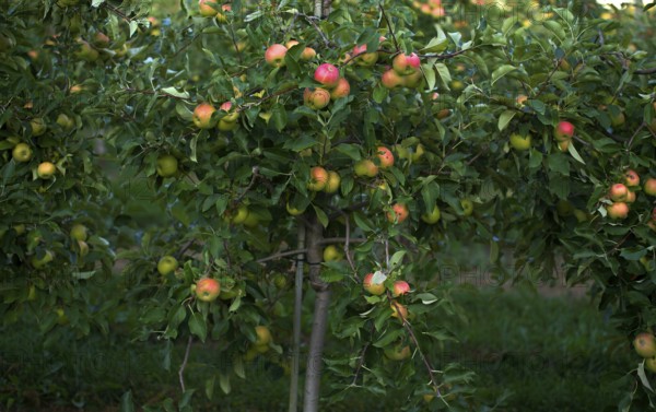 Apple variety Golden Delicious, apple orchard, fruit orchard, fruit growing, agriculture, agribusiness, Stuttgart, Baden-Württemberg, Germany