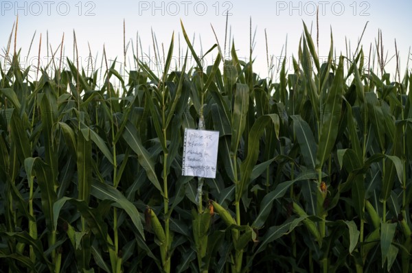 Note, hint, iPhone XR found, collection from lost property office, cornfield, agriculture, farming, Stuttgart, Baden-Württemberg, Germany