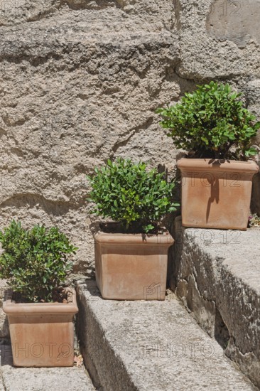 Flower pots with green plants on a staircase, Provence, France