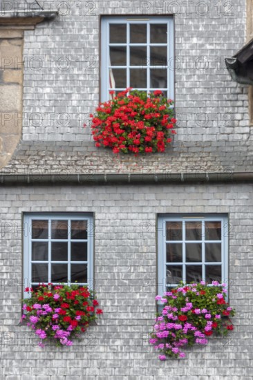 House façade with blue lattice windows and geraniums, Guingamp, Brittany, France
