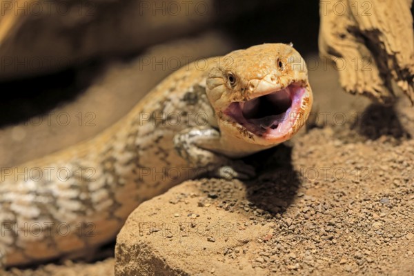 Blue-tongued skink (Tiliqua scincoides), adult, on ground, threatening, portrait, Australia, Germany