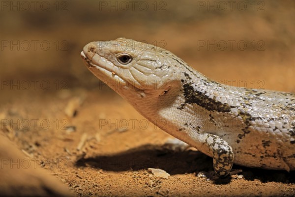 Blue-tongued skink (Tiliqua scincoides), adult, on the ground, foraging, alert, portrait, Australia, Germany