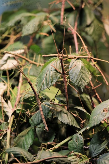 Annam stick insect (Medauroidea extradentata), Vietnamese stick insect, ghost insect, adult, two, foraging, feeding, camouflage, in foliage, Vietnam