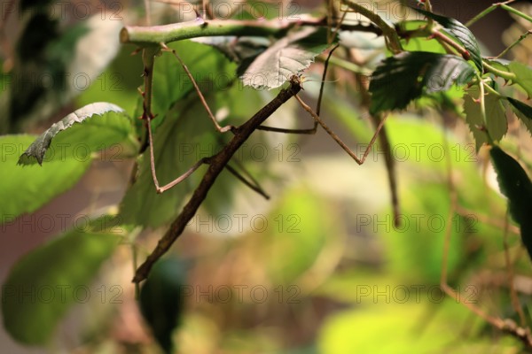 Annam stick insect (Medauroidea extradentata), Vietnamese stick insect, ghost insect, adult, foraging, feeding, camouflage, in foliage, Vietnam