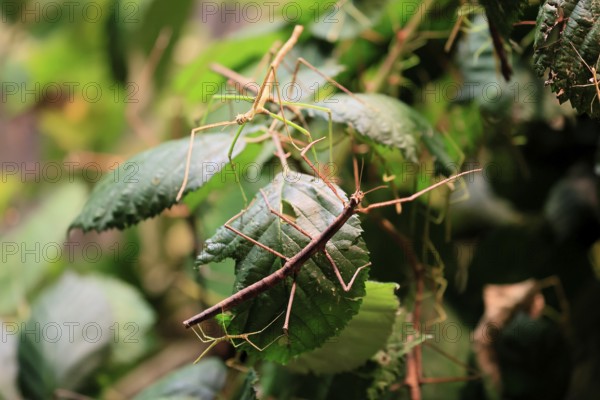 Annam stick insect (Medauroidea extradentata), Vietnamese stick insect, ghost insect, adult, two, foraging, feeding, camouflage, in foliage, Vietnam