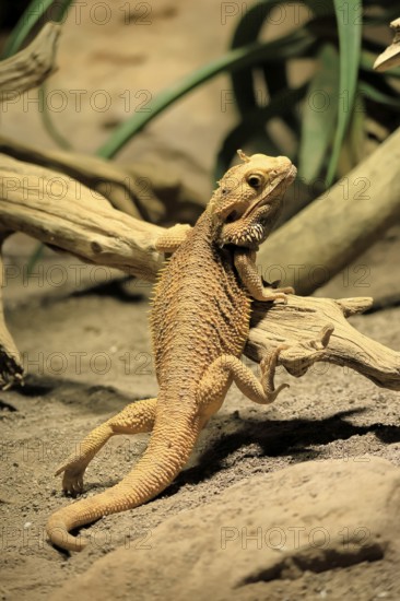 Bearded dragon (Pogona), adult, foraging, on the ground, climbing, Australia