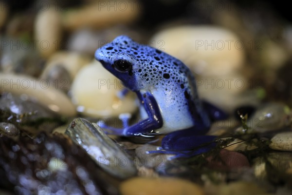 Blue poison dart frog (Dendrobates tinctorius), Blue poison dart frog, adult, alert, in water, South America