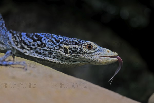Blue-spotted tree monitor (Varanus macraei), MacRae's monitor, adult, portrait, feeding, Southeast Asia