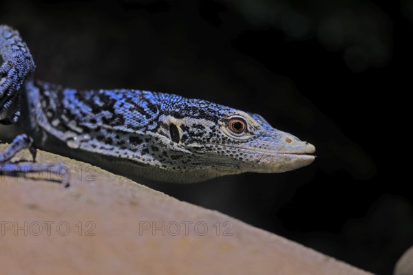 Blue-spotted tree monitor (Varanus macraei), MacRae's monitor, adult, portrait, alert, Southeast Asia