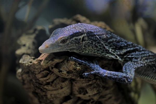 Blue-spotted tree monitor (Varanus macraei), MacRae's monitor, adult, portrait, resting, Southeast Asia
