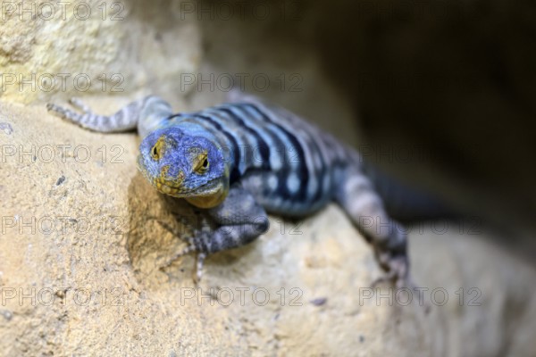 Blue rock iguana (Petrosaurus thalassinus), adult, on rocks, Latin America