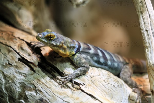 Blue rock iguana (Petrosaurus thalassinus), adult, on tree trunk, Latin America
