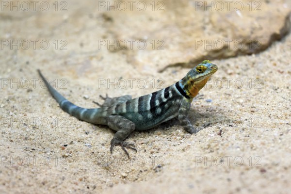 Blue rock iguana (Petrosaurus thalassinus), adult, on ground, Latin America