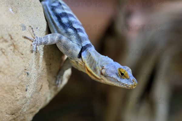 Blue rock iguana (Petrosaurus thalassinus), adult, on rocks, portrait, Latin America