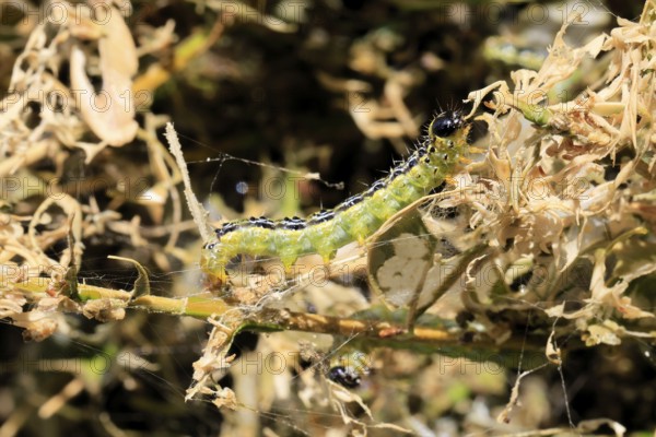 Box tree moth (Cydalima perspectalis), caterpillar, feeding on boxwood, clear feeding, Ellerstadt, Rhineland Palatinate, Germany