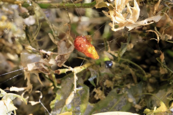Box tree moth (Cydalima perspectalis), clutch, on box tree, clear feeding, Ellerstadt, Rhineland Palatinate, Germany