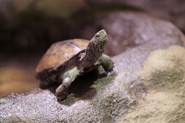 Chinese three-legged turtle (Mauremys reevesii), adult, on rocks, foraging, vigilant, stream turtle, China