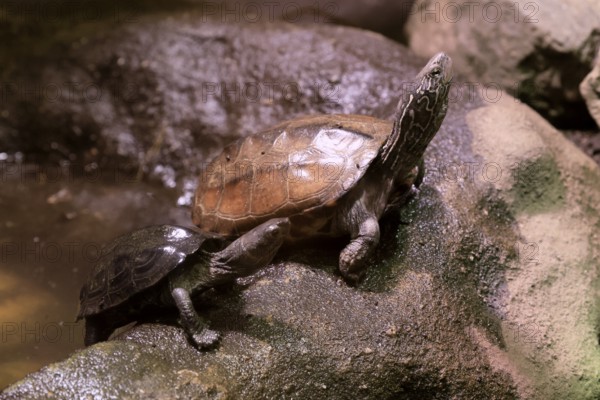 Chinese three-legged turtle (Mauremys reevesii), adult, juvenile, on rocks, foraging, vigilant, stream turtle, China