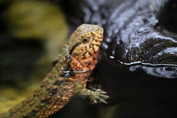 Chinese crocodile lizard (Shinisaurus crocodilurus), adult, portrait, alert, China