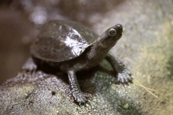 Chinese three-legged tortoise (Mauremys reevesii), juvenile, on rocks, foraging, vigilant, stream turtle, China