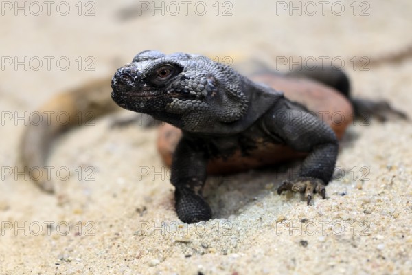 Chuckwalla (Common Chuckwalla ater), adult, on the ground, foraging, Southwest USA, North America, Germany
