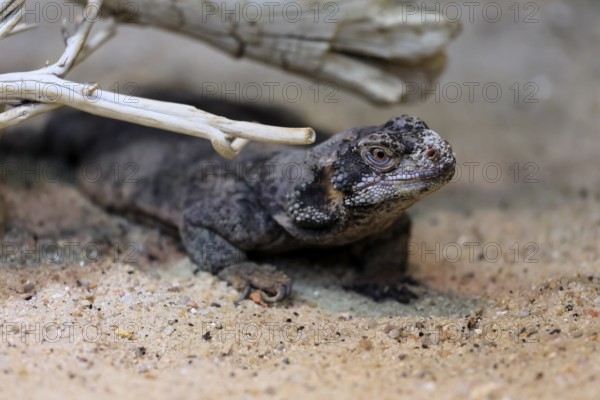 Chuckwalla (Common Chuckwalla ater ater), adult, on the ground, foraging, Southwest USA, North America