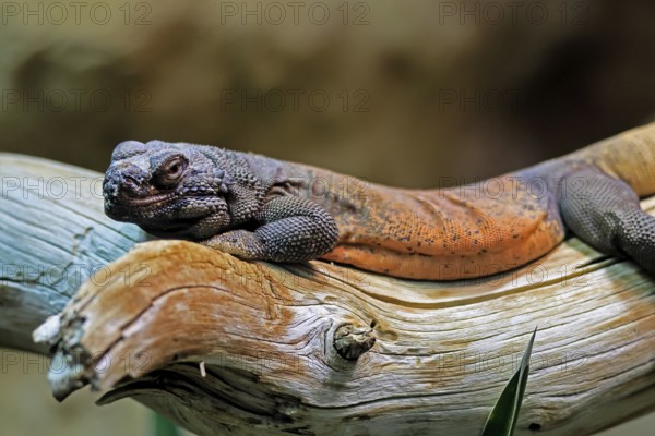 Chuckwalla (Common Chuckwalla ater), adult, on tree trunk, foraging, Southwest USA, North America, Germany